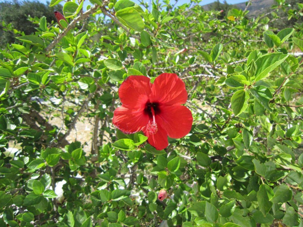 Elisso Villas Platis Gialos  Экстерьер фото